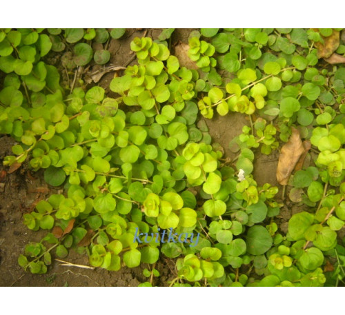 Вербозілля (лізімахія) Голділокс (Lysimachia numularia 'Goldilocks')